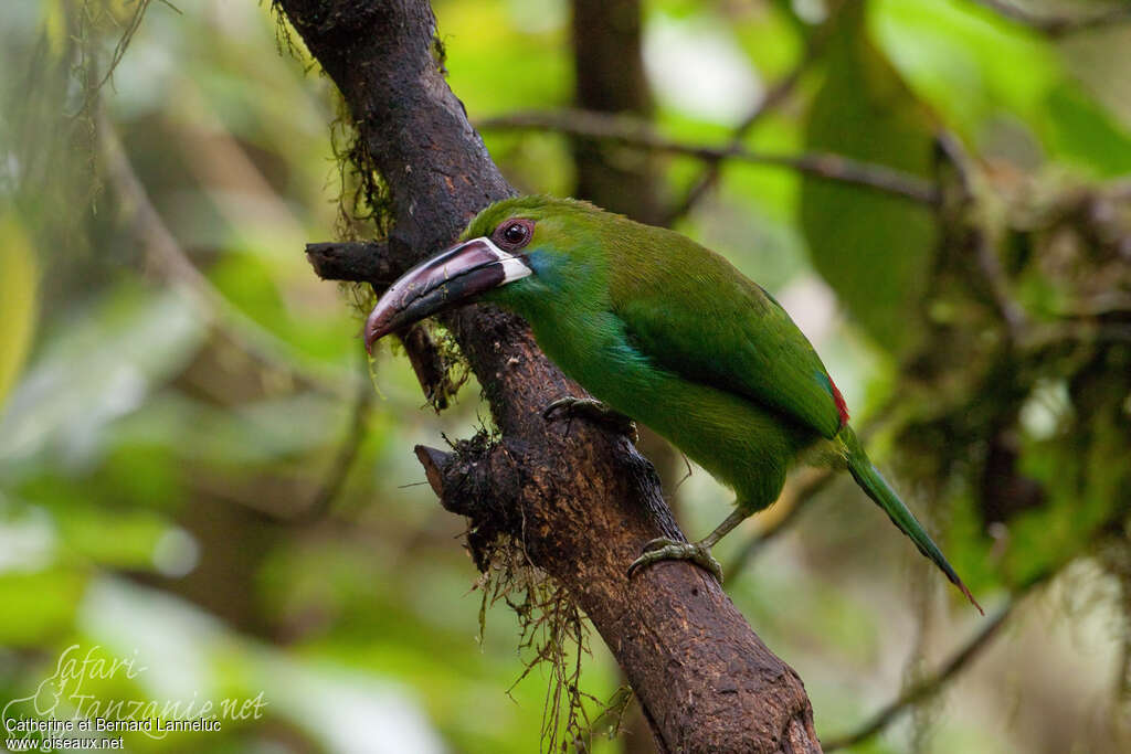 Toucanet à croupion rougeadulte, identification, Comportement