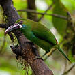 Toucanet à croupion rouge