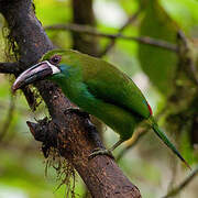 Crimson-rumped Toucanet