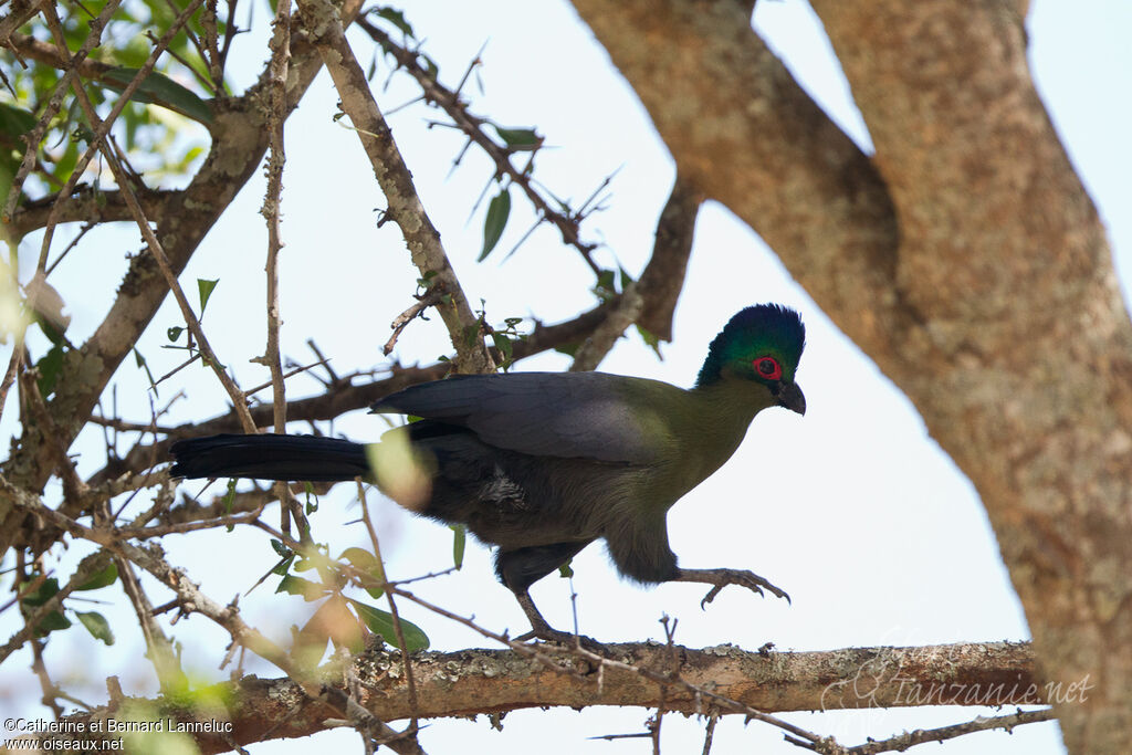 Purple-crested Turacoadult