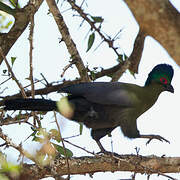 Purple-crested Turaco