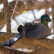 Purple-crested Turaco