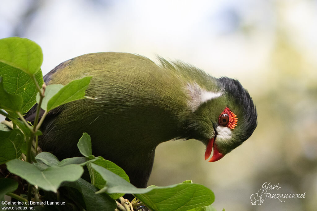 White-cheeked Turacoadult