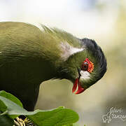 White-cheeked Turaco