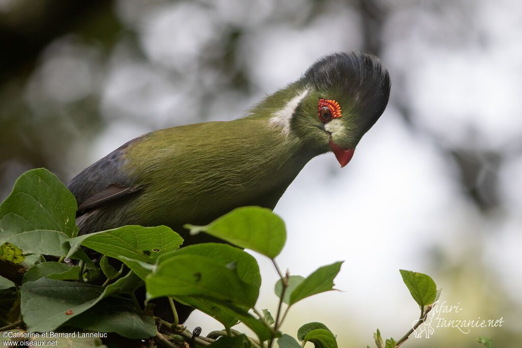 Touraco à joues blanchesadulte