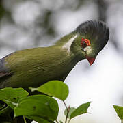 White-cheeked Turaco