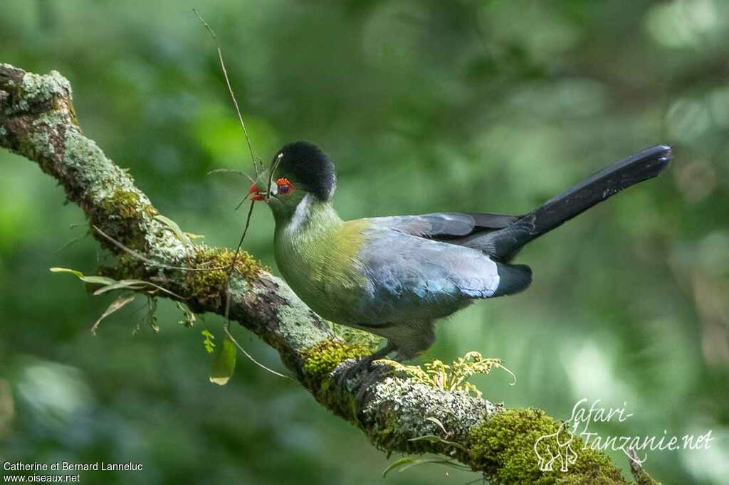 White-cheeked Turacoadult, identification, Reproduction-nesting