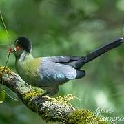 White-cheeked Turaco