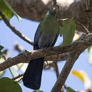 White-cheeked Turaco