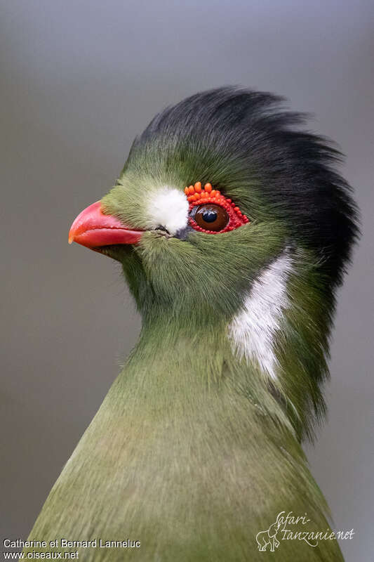 White-cheeked Turacoadult, close-up portrait
