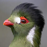 White-cheeked Turaco