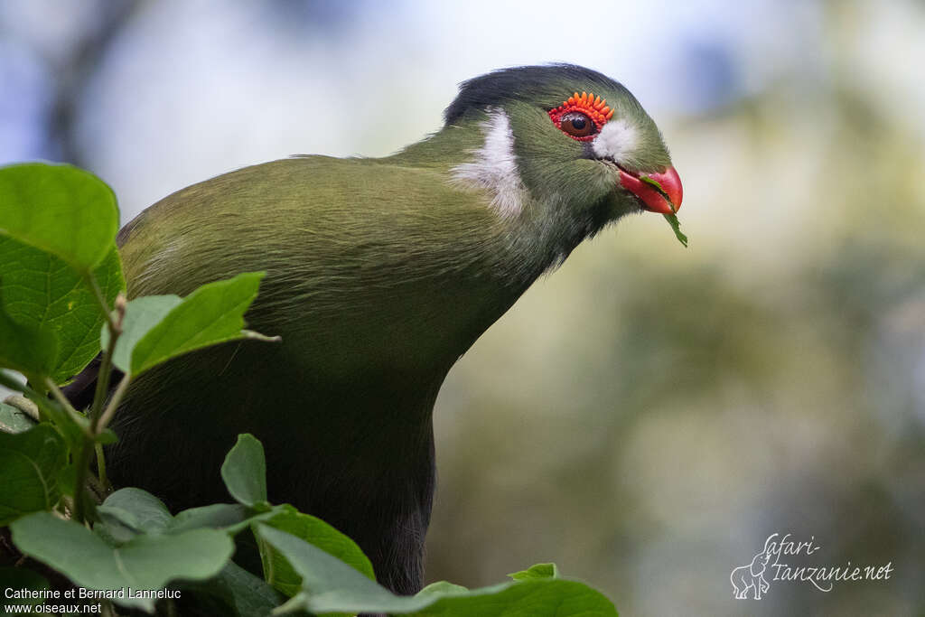 Touraco à joues blanchesadulte, régime, mange