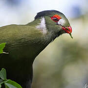 White-cheeked Turaco