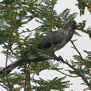 Eastern Plantain-eater