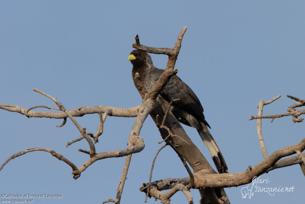 Eastern Plantain-eateradult, identification