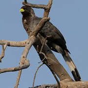 Eastern Plantain-eater