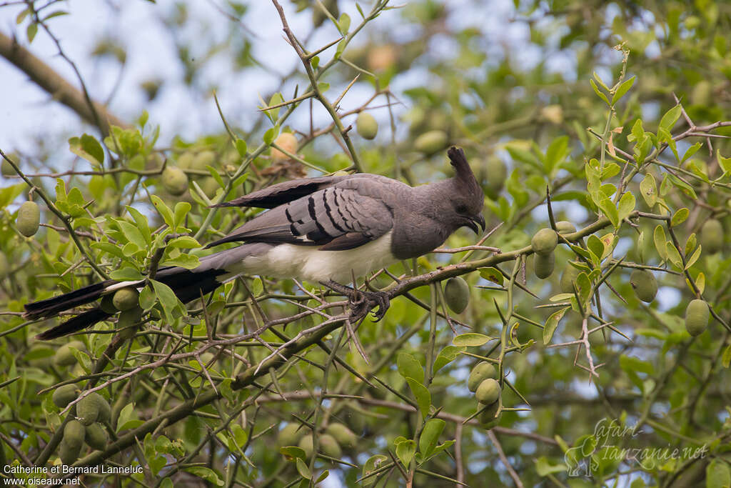 White-bellied Go-away-bird male adult, feeding habits