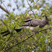 White-bellied Go-away-bird