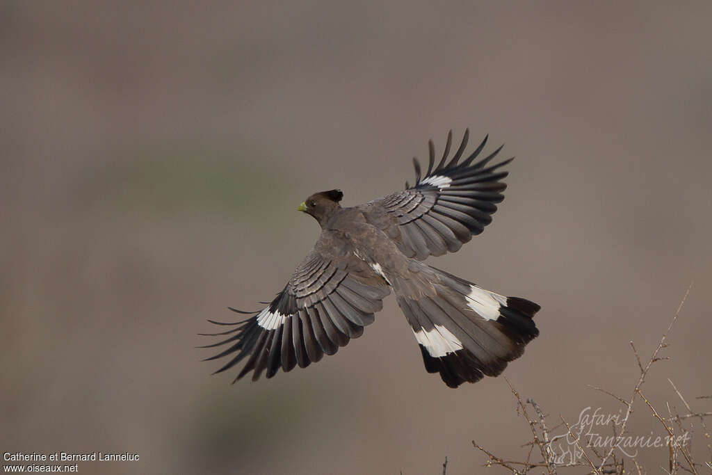 White-bellied Go-away-bird female adult, Flight