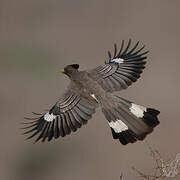 White-bellied Go-away-bird