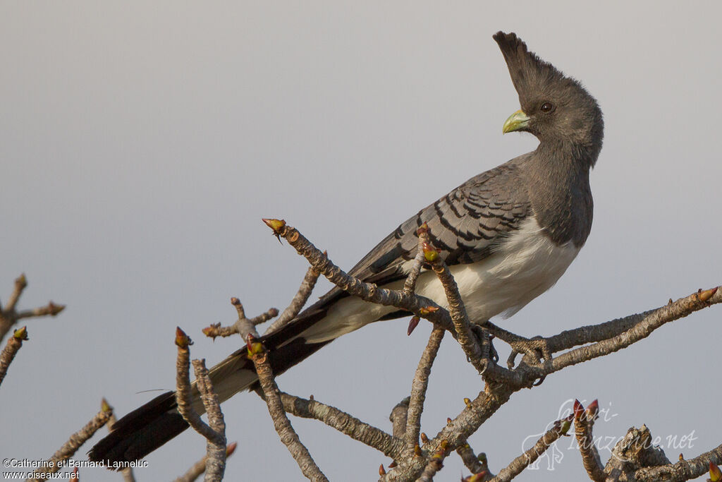 Touraco à ventre blanc femelle adulte, identification