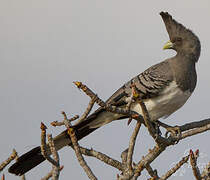 White-bellied Go-away-bird