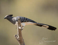 White-bellied Go-away-bird