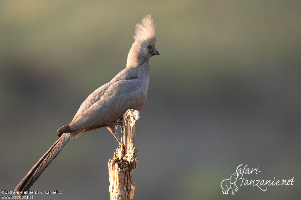 Grey Go-away-birdadult, identification