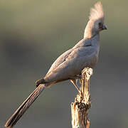 Grey Go-away-bird