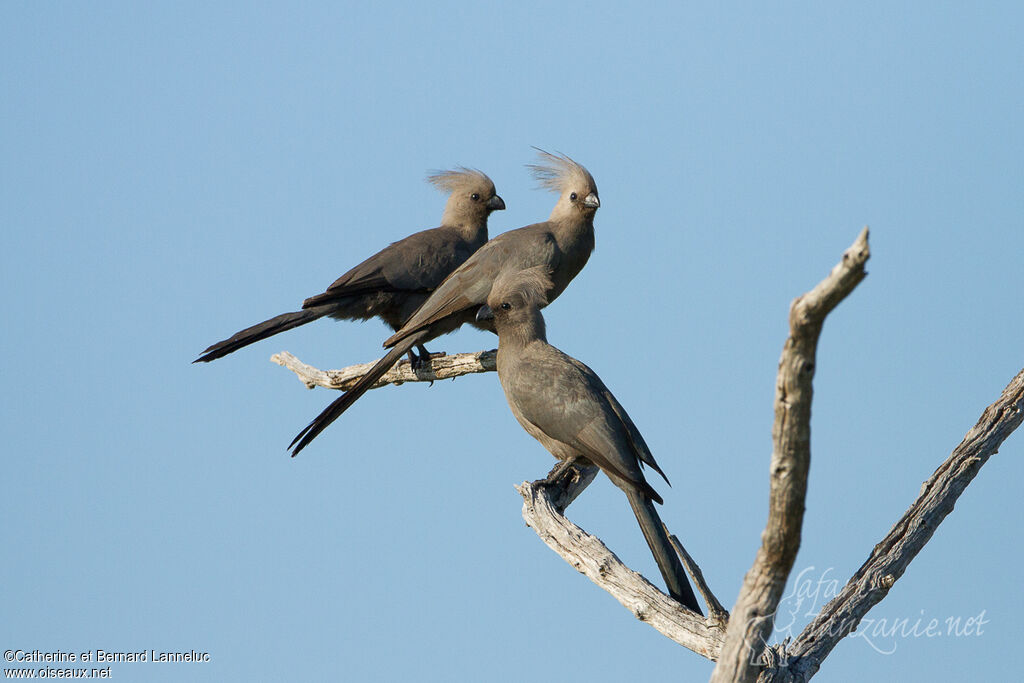 Grey Go-away-birdadult, Behaviour