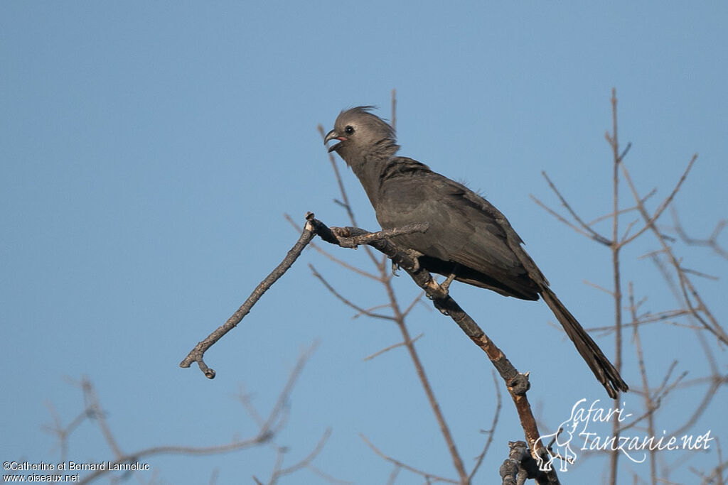 Grey Go-away-birdadult, song