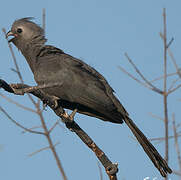 Grey Go-away-bird