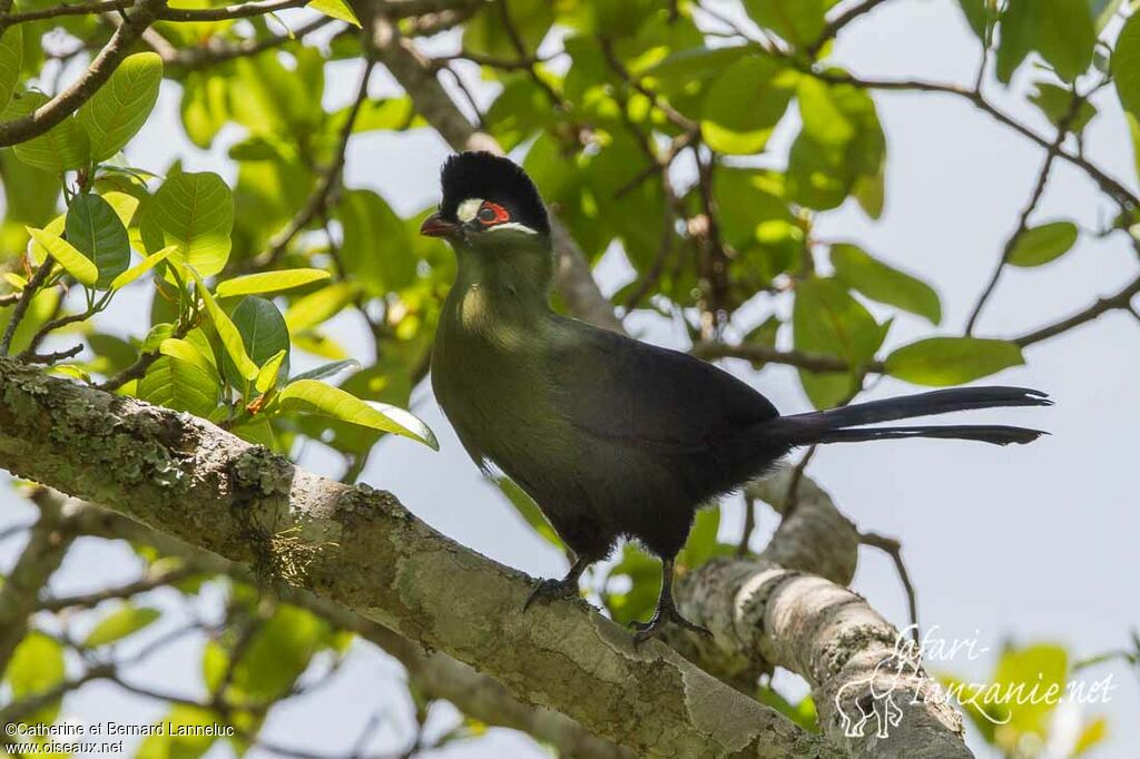 Touraco de Hartlaubadulte, identification