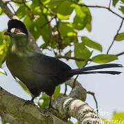 Hartlaub's Turaco