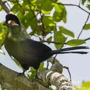 Hartlaub's Turaco