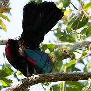 Schalow's Turaco