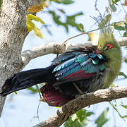 Schalow's Turaco