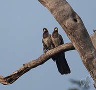 Western Plantain-eater