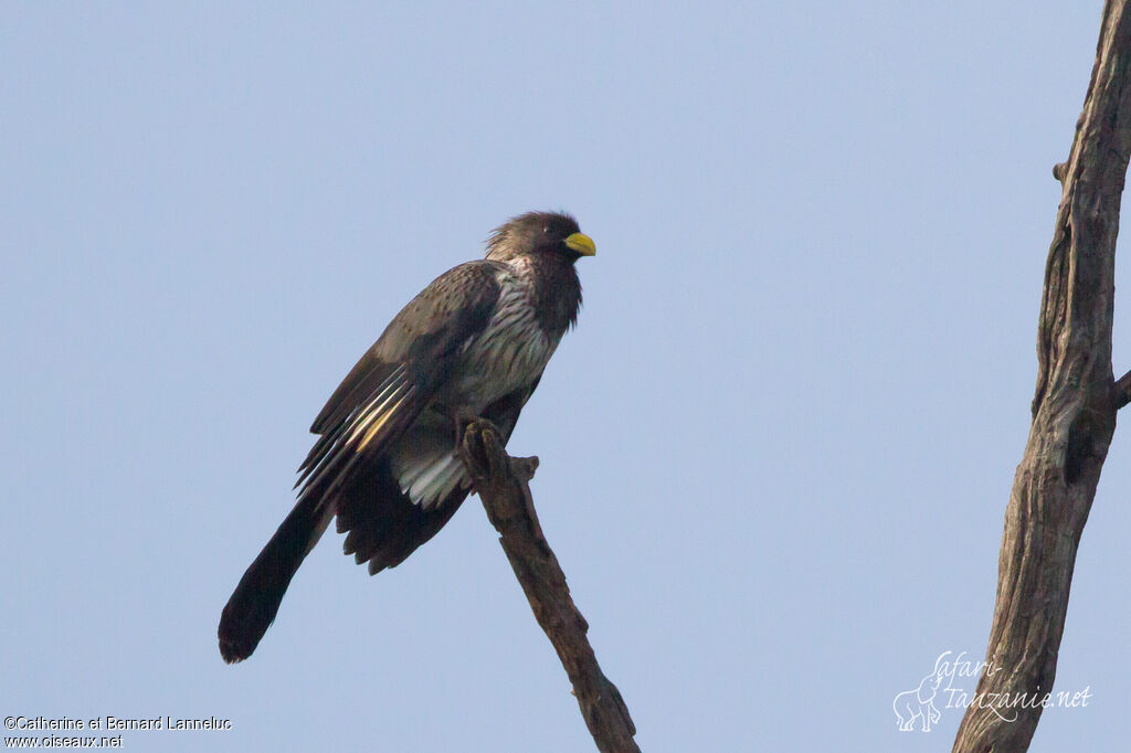 Touraco grisadulte, identification