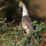 Touraco masqué