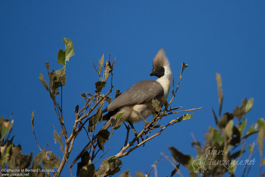 Touraco masquéadulte