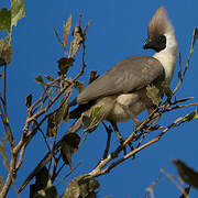 Bare-faced Go-away-bird