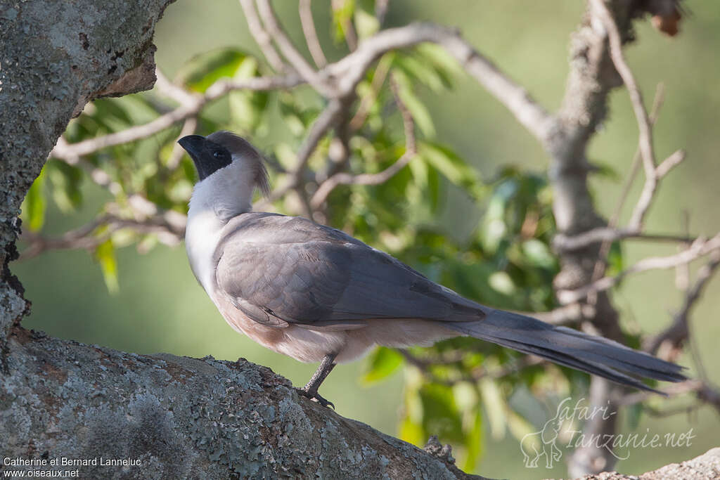 Bare-faced Go-away-birdadult, identification