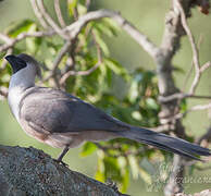 Bare-faced Go-away-bird