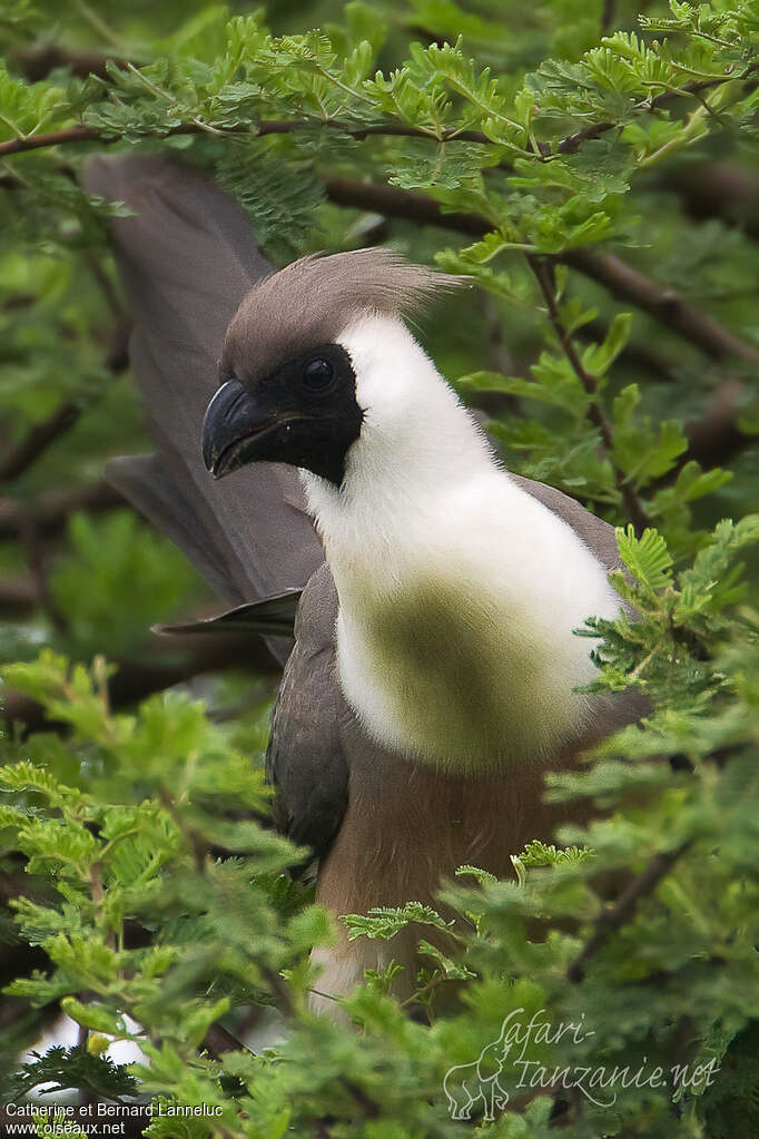 Bare-faced Go-away-birdadult, aspect, pigmentation, Behaviour