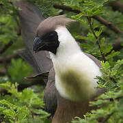 Bare-faced Go-away-bird