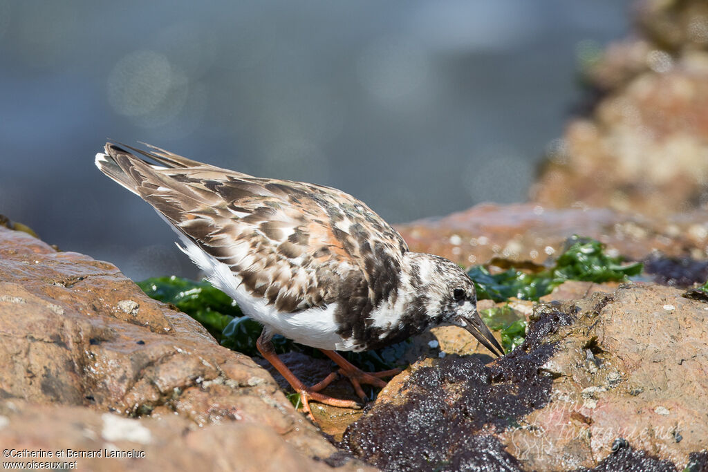 Tournepierre à collieradulte, identification, pêche/chasse