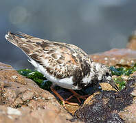 Ruddy Turnstone