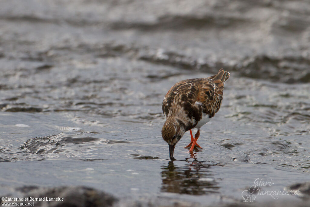 Ruddy Turnstone