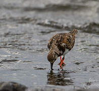 Ruddy Turnstone